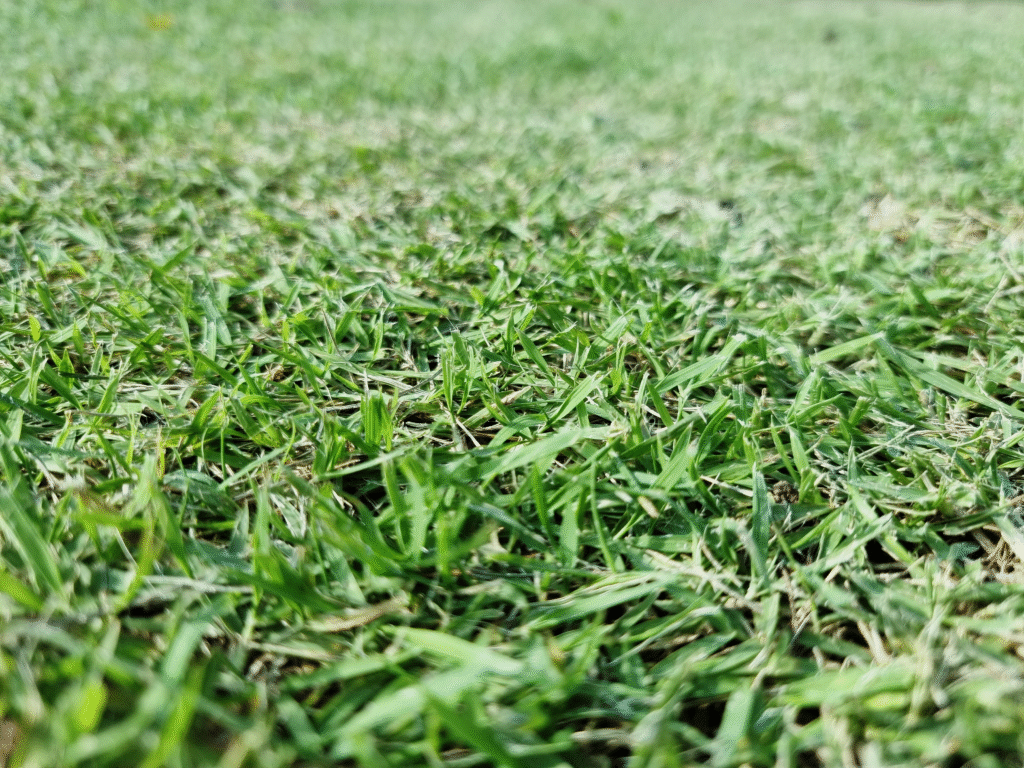 A close up of crabgrass spreading across a lawn.
